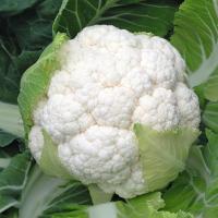 СКАЙВОКЕР F1 капуста цветная Бейо