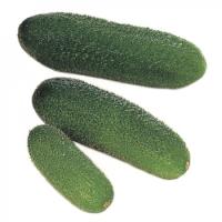 ГАРМОНИЯ F1 огурец Райк Цваан, PR, 250 шт