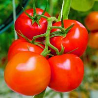 РЕФОРМА F1 томат Гриномика