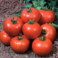 ИМПАЛА F1 томат Вильморин