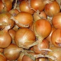 РОКИТО F1 лук Семинис