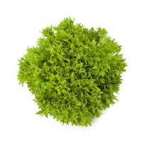 ЭКСПИРИЕНС F1 салат Райк Цваан, 5 тыс.драже