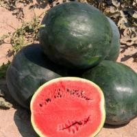 БАСКЕТБОЛ F1 арбуз Гавриш