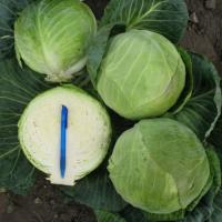 КАСТЕЛЛО F1 капуста белокочанная Хазера