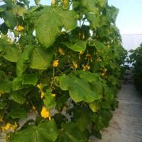 БЕГУНОК F1 огурец Гавриш