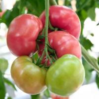 КИОТО F1 томат Гавриш