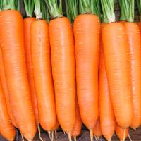 ЭЛЕГАНС F1 морковь Нюнемс фр.2.2-2.4 мм (1 000 000 шт)