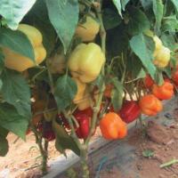 ОИДА F1 перец Вильморин