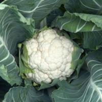 КЛЭПТОН F1 капуста цветная Сингента