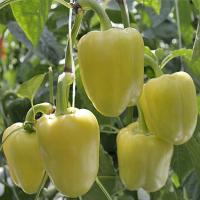 АТАКА F1 перец Гриномика