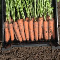 НАРБОННЕ F1 морковь Бейо (2.4-2.6)