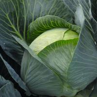 БРУНО F1 капуста белокочанная Бейо