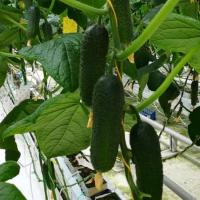 БАВАРЕЦ F1 огурец Гавриш