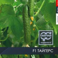 ТЕЗИС F1 огурец Гавриш