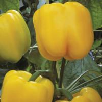 КАТРИОНА F1 перец Энза Заден