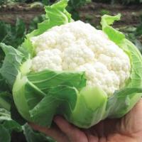 КЛИППЕР F1 капуста цветная Вильморин