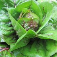 ВЕРНАЙС F1 салат айсберг Хазера