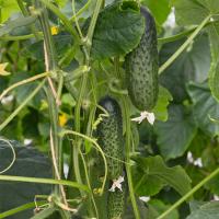 АТИК F1 огурец Бейо (1000)