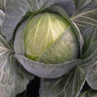 МЕНДИ F1 капуста белокочанная Бейо