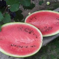 АТАМАН F1 арбуз Хазера