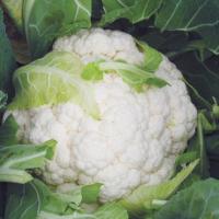 МИНЬОН F1 капуста цветная Вильморин 2500 шт