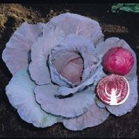 РЭД ДЖЕВЕЛ F1 капуста краснокочанная Саката