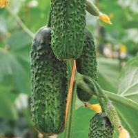 ДИРЕКТОР F1 огурец Нюнемс (500 шт)