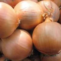 ВЕНТО F1 лук репчатый Хазера