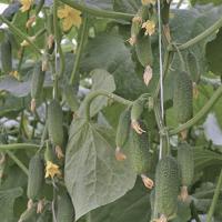 ДИНАСТИЯ F1 огурец Гриномика