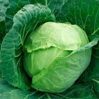 КИЛАГРЕГ F1 капуста белокочанная Сингента