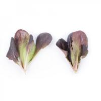 БОЙД F1 салат Райк Цваан, NS, 100 тыс.шт