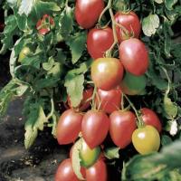 БОНАПАРТ F1 томат Вильморин