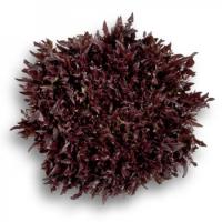 ВИНТЕКС F1 салат Райк Цваан, 5 тыс.драже