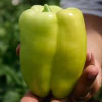 САМСОН F1 перец Гавриш