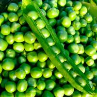 ШУГАР ФЛЭШ F1 горох Сингента (1 кг)