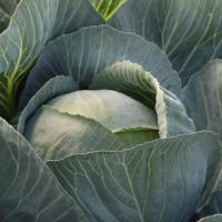 ЛЕКСИКОН F1 капуста белокочанная Сингента