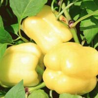 БЕЛАДОННА F1 перец Семинис