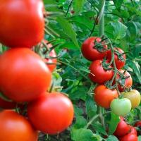 МАМСТОН F1 томат Сингента