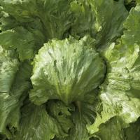 САУЛА F1 салат айсберг Энза Заден