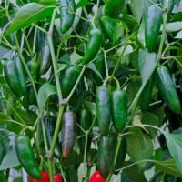 АЛЬПАКА F1 перец Гриномика