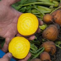 БОЛДОР F1 свекла Бейо (3.0-3.5)