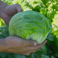 БИЗНЕС F1 салат айсберг Бейо