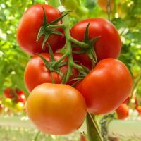 КВАТРО F1 томат Гриномика