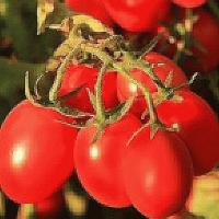 6 Пунто 7 F1 томат Семинис