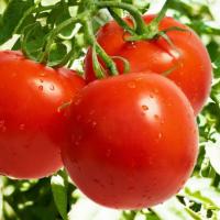 ДЖЕМПАКТ F1 томат Саката