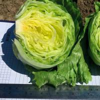 СКИНДЕЛ F1 салат Нюнемс