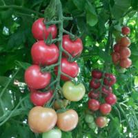 МАЛИБУ F1 томат Гавриш