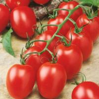 ОРИГАМИ F1 томат Гавриш