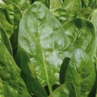 КЛИПЕР F1 шпинат Саката