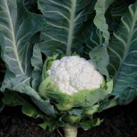 СОЛИСТАР F1 капуста цветная Сингента